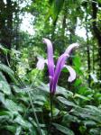 : - Poikilacanthus macranthus
