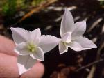 : - Leucocoryne foetida