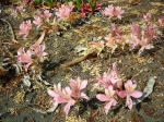 : - Alstroemeria hookeri subsp. hookeri