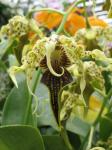 : - Dendrobium alexandrae