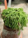 : - Hatiora epiphylloides subsp. bradei