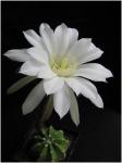 Kahler Igel - Echinopsis subdenudata