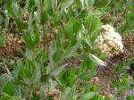 : - Baccharis scandens