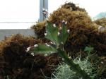 : - Lepismium cruciforme