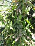 : - Rhipsalis rhombea