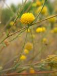 : - Helenium glaucum