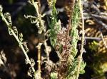 : - Senecio glaber