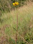 Blühfreudige Sonnenblume - Helianthus pauciflorus