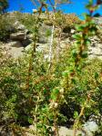 : - Berberis chilensis