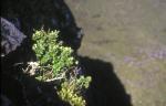 : - Berberis masafuerana