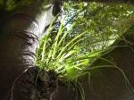 : - Billbergia nutans
