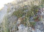 Kriech-Wacholder-Juniperus horizontalis