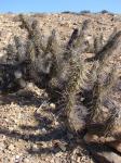 : - Miqueliopuntia miquelii