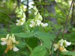 :-Lathyrus ochroleucus