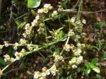 : - Corrigiola propinqua