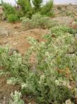 : - Atriplex taltalensis