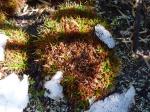 : - Oreobolus obtusangulus