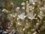 : - Leptodactylon pungens