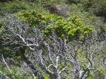 : - Drimys confertifolia