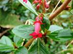 Roter Andenstrauch - Escallonia rubra
