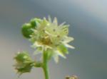 : - Chiropetalum tricuspidatum