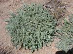 : - Astragalus arequipensis