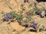 : - Dalea azurea