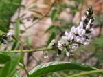 : - Otholobium glandulosum