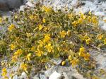 : - Senna brongniartii