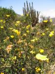 : - Balbisia peduncularis