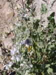 : - Tarasa operculata