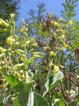 : - Nicotiana cordifolia