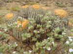 : - Nolana aplocaryoides