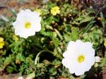 Chilenische Glockenwinde - Nolana paradoxa