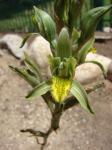 : - Chloraea cristata