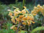 : - Epidendrum myodes