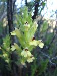 : - Bartsia peruviana