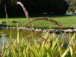 : - Setaria poiretiana