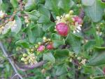 : - Muehlenbeckia hastulata