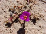 : - Portulaca philippii