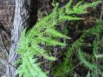 : - Pteris chilensis