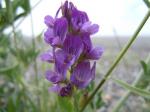 Luzerne - Medicago sativa