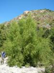 : - Salix humboldtiana