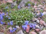 : - Mertensia alpina