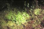 : - Trichomanes philippianum