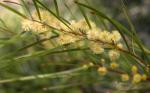 : - Acacia subporosa