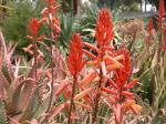 :-Aloe elgonica