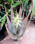: - Aloe vacillans