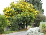 Goldmedaillon-Baum - Cassia leptophylla
