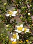 : - Cowania mexicana subsp. stansburiana